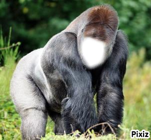 gorille Fotomontāža