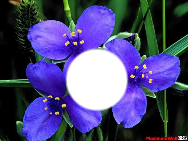 *Trés fleurs bleue* Montage photo