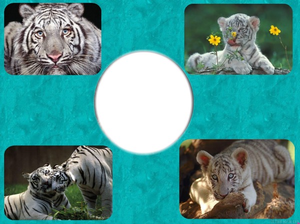 tigre blanc Montage photo