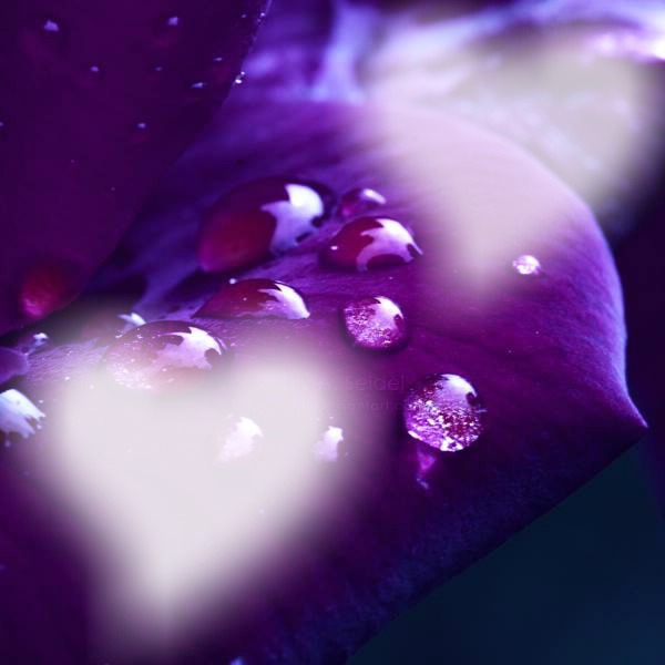 gouttes violettes Fotomontage