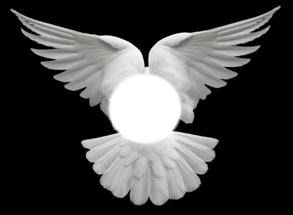 white wings Photo frame effect