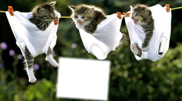 chat culotte Montaje fotografico