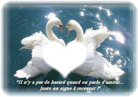 cygnes d'amour Photo frame effect