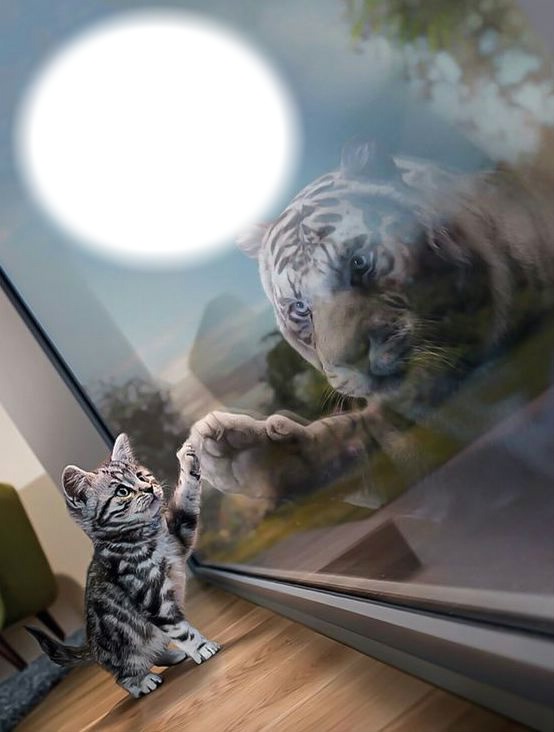 Chat-tigre Photo frame effect