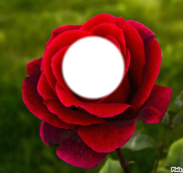 rose rouge Photo frame effect