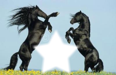 deux chevaux qui se cabre Photomontage