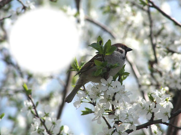 Oiseau-pommier-nature Fotomontāža