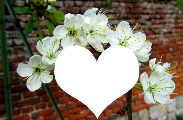 Printemps :coeur et poiriers en fleurs Фотомонтаж