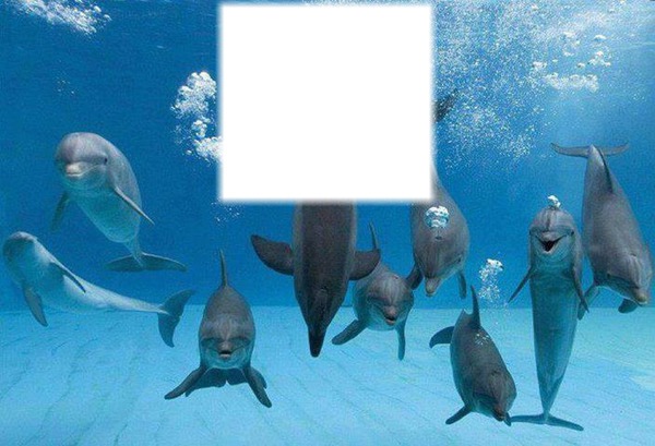 Delfines Montaje fotografico