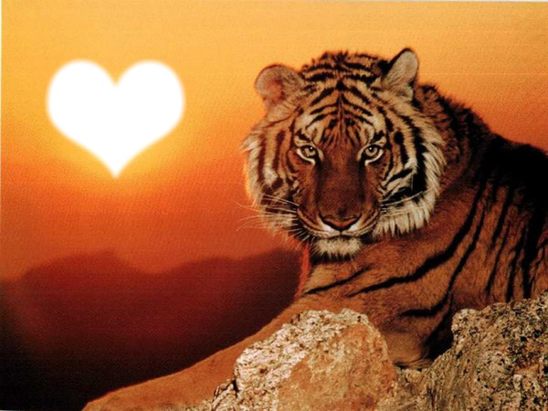 tigre love Montaje fotografico
