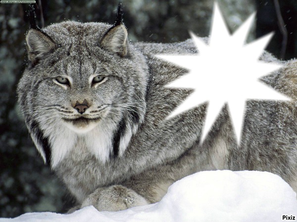 Lynx Fotomontage