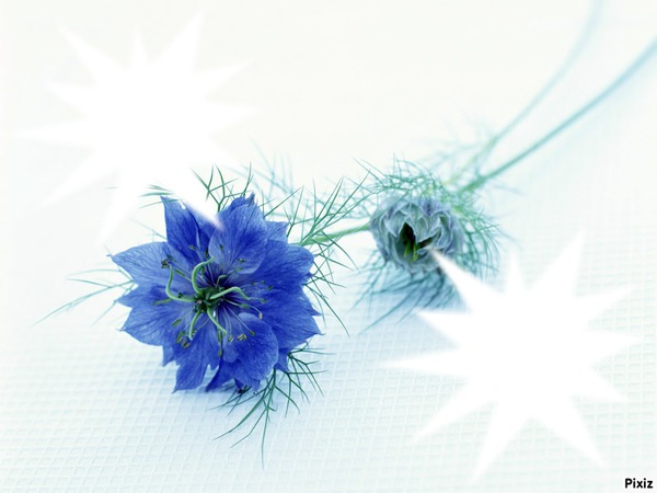 Fleurs bleu azur フォトモンタージュ