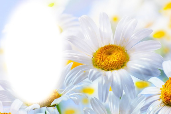 White Big daisy Photo frame effect
