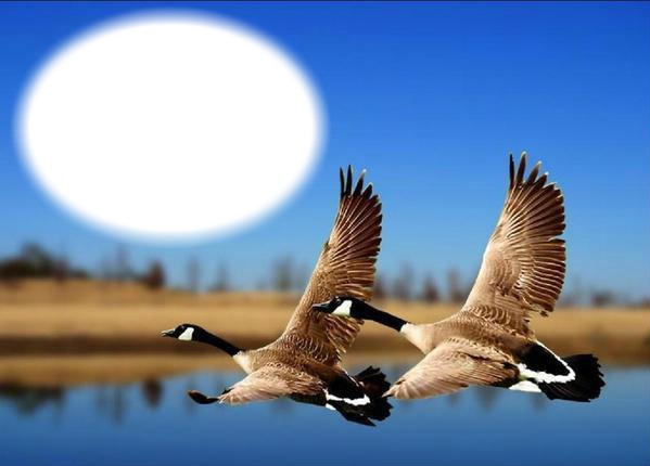 Oiseaux - canards en vol Фотомонтаж