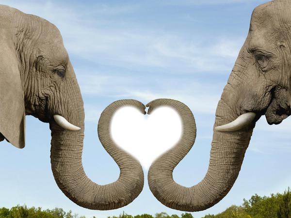 elephant love Photo frame effect