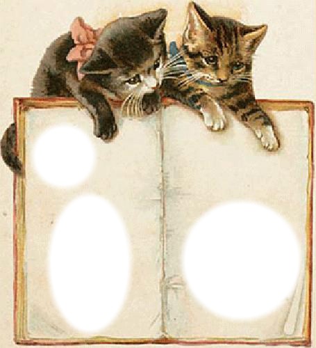 cats frame フォトモンタージュ