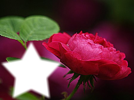 Estrella En Rosa Montaje fotografico