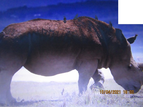 Rhinocéros Fotomontaż