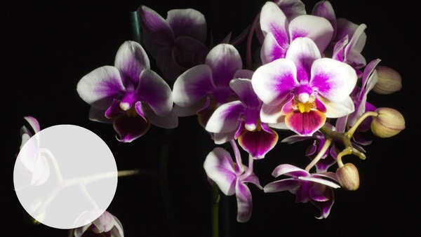 ORCHIDEES Fotomontáž