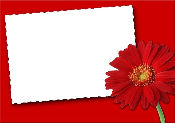 marco y flor roja. Montaje fotografico
