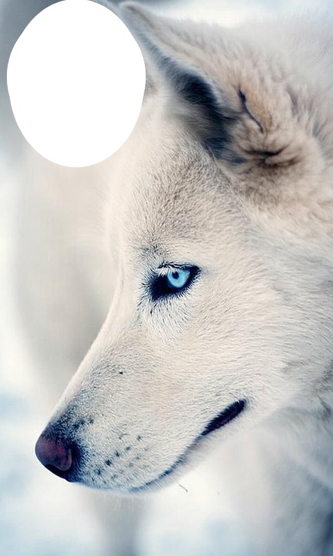 loup blanc Fotomontasje