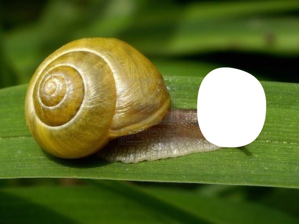 caracol Montage photo