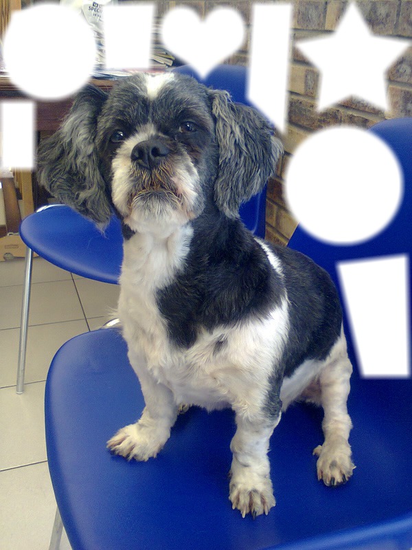 chien Montage photo Pixiz