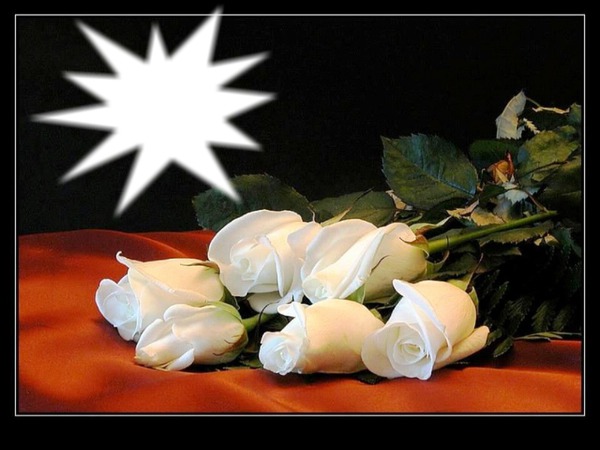 la rose blanche 02 フォトモンタージュ