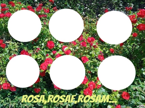 cadre fleuri 6 cercles Fotomontage