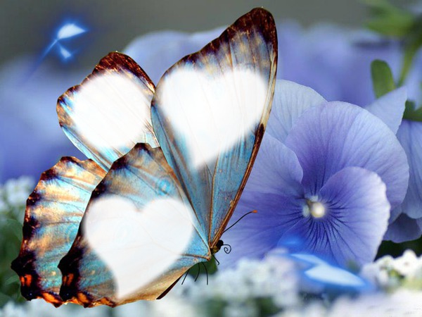 mariposas Montaje fotografico
