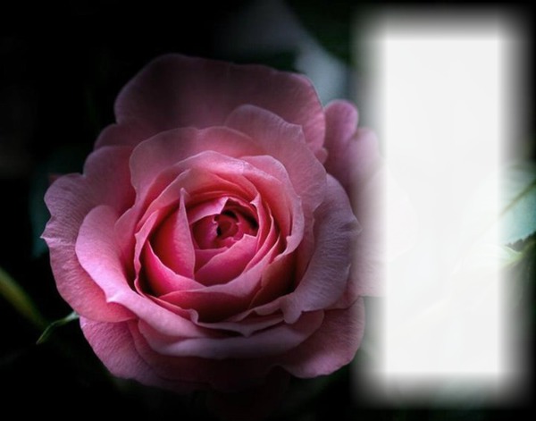 rose Photo frame effect