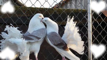 love pigeon フォトモンタージュ