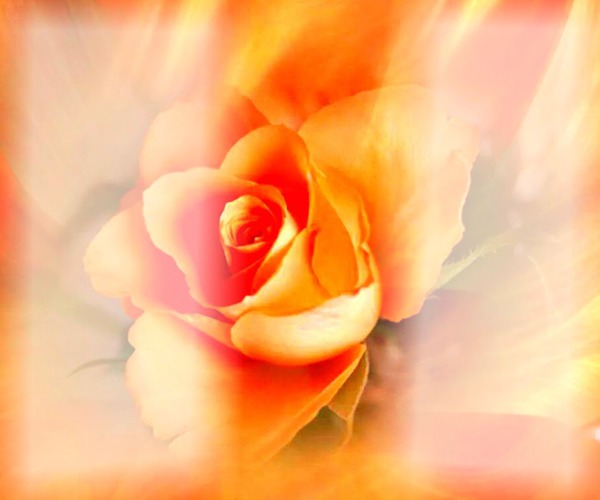 rosa amarela Photomontage