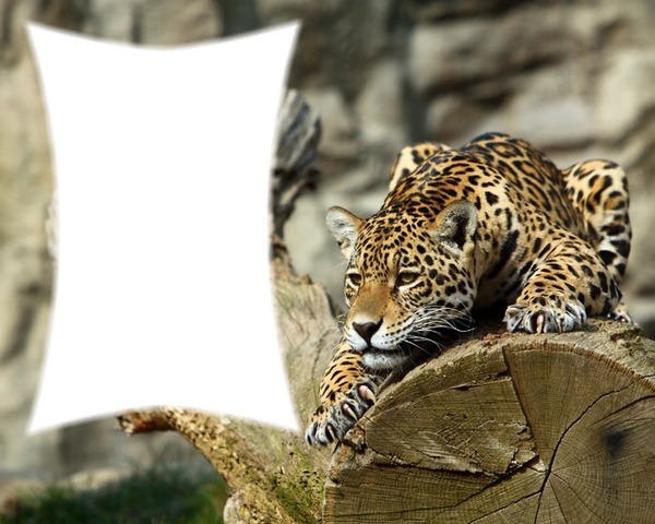 leopard Fotomontáž