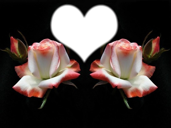 Roses Fotomontaggio