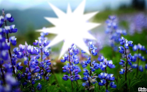 Trés fleurs bleue* Fotomontage