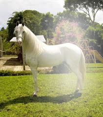 caballo de guardatinajas Фотомонтажа