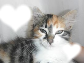 şirin kedi Fotoğraf editörü