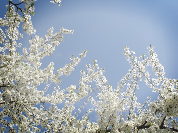 пролет Photo frame effect
