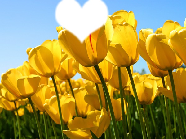 Le champs de tulipes Valokuvamontaasi