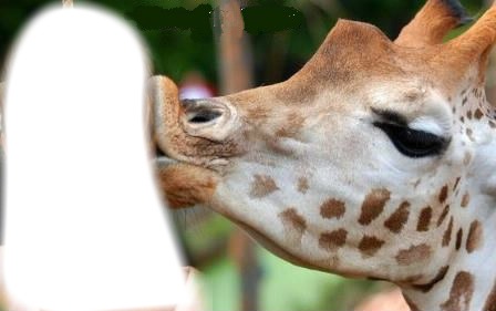 girafe フォトモンタージュ