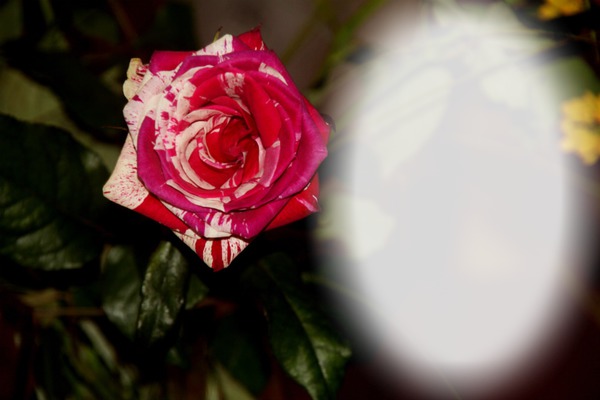 panach rose Fotomontaggio