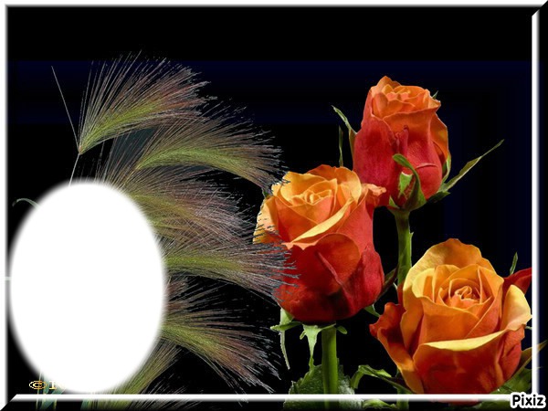 3 roses* Fotomontage