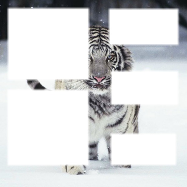 cadre tigre. Photomontage