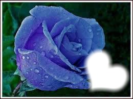 rose bleu ! ;) Fotomontage