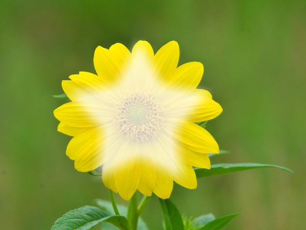 Yellow Daisy Photo frame effect
