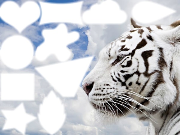 tigre blanco Fotomontage