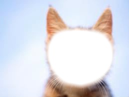 tête de chat Photomontage