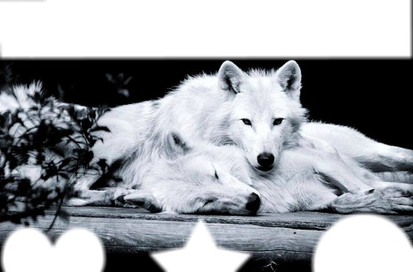 couple loups blanc フォトモンタージュ