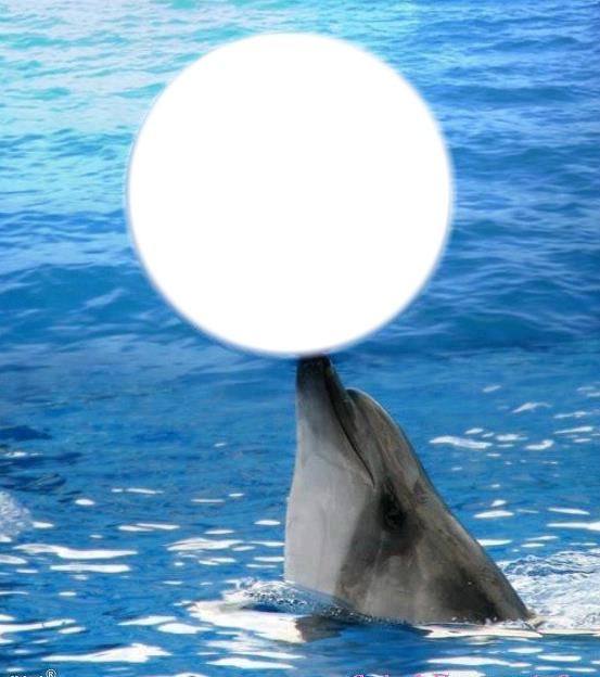 delfin y mar Photo frame effect